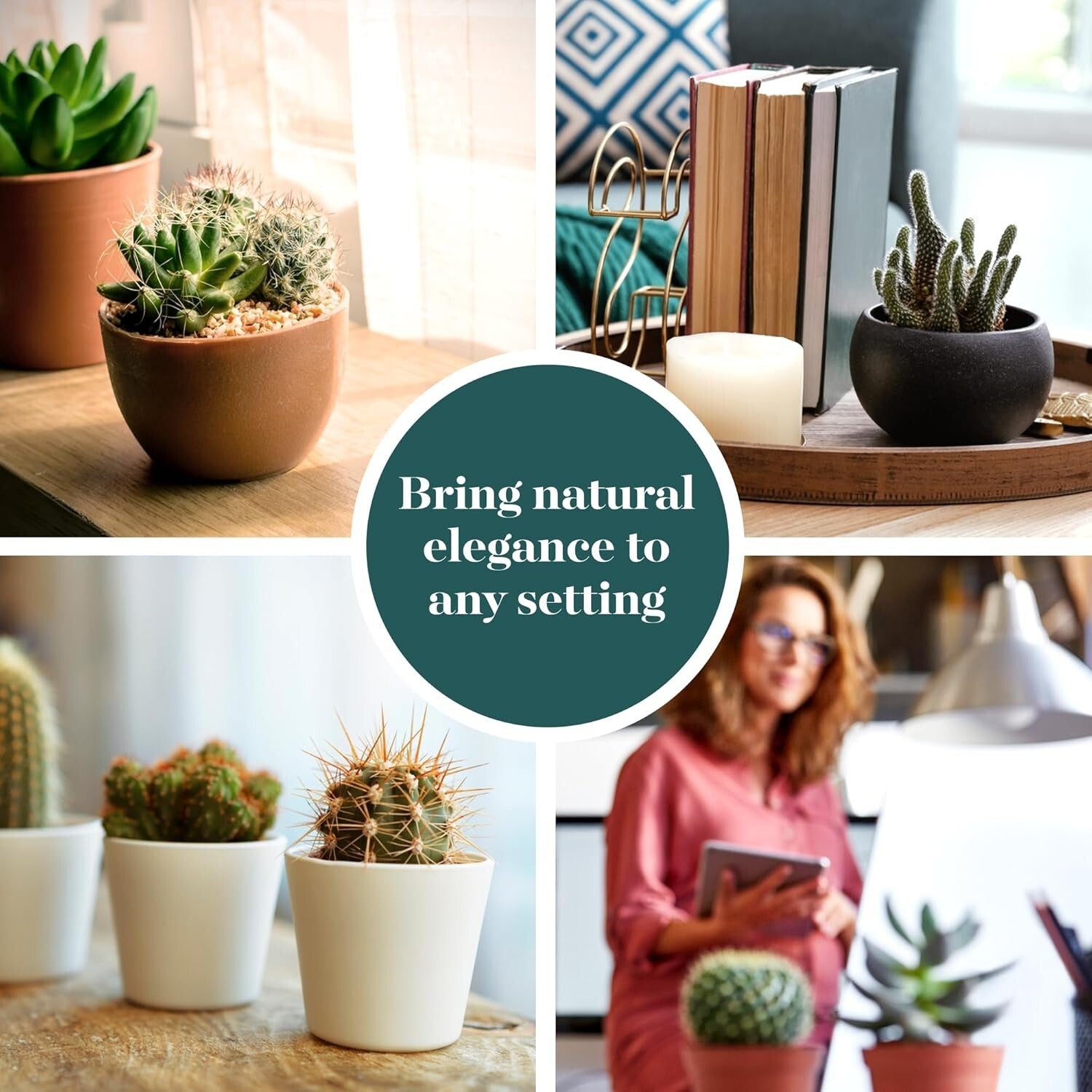 Assorted Live Mini Cactus Plants – Easy Care Bulk Pack of 256 for Any Occasion