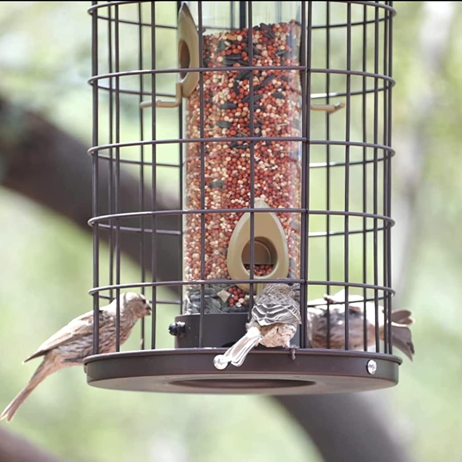 Caged Bird Feeder with Adjustable Feeding Ports - Squirrel-Proof Design, 3 lbs