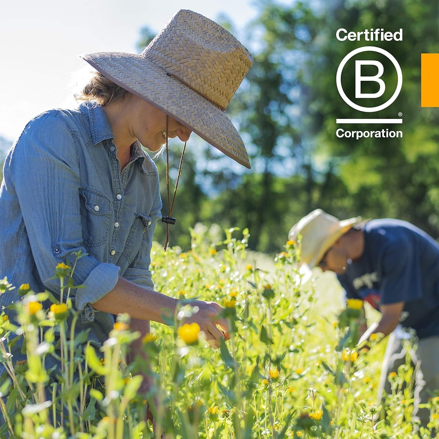 Freshly Harvested Organic Dandelion Extract - Liquid Detox Support, 4 oz
