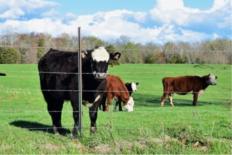 Dual Power Electric Fence Energizer: 10000V 2J Pulse for 20 Acre Protection