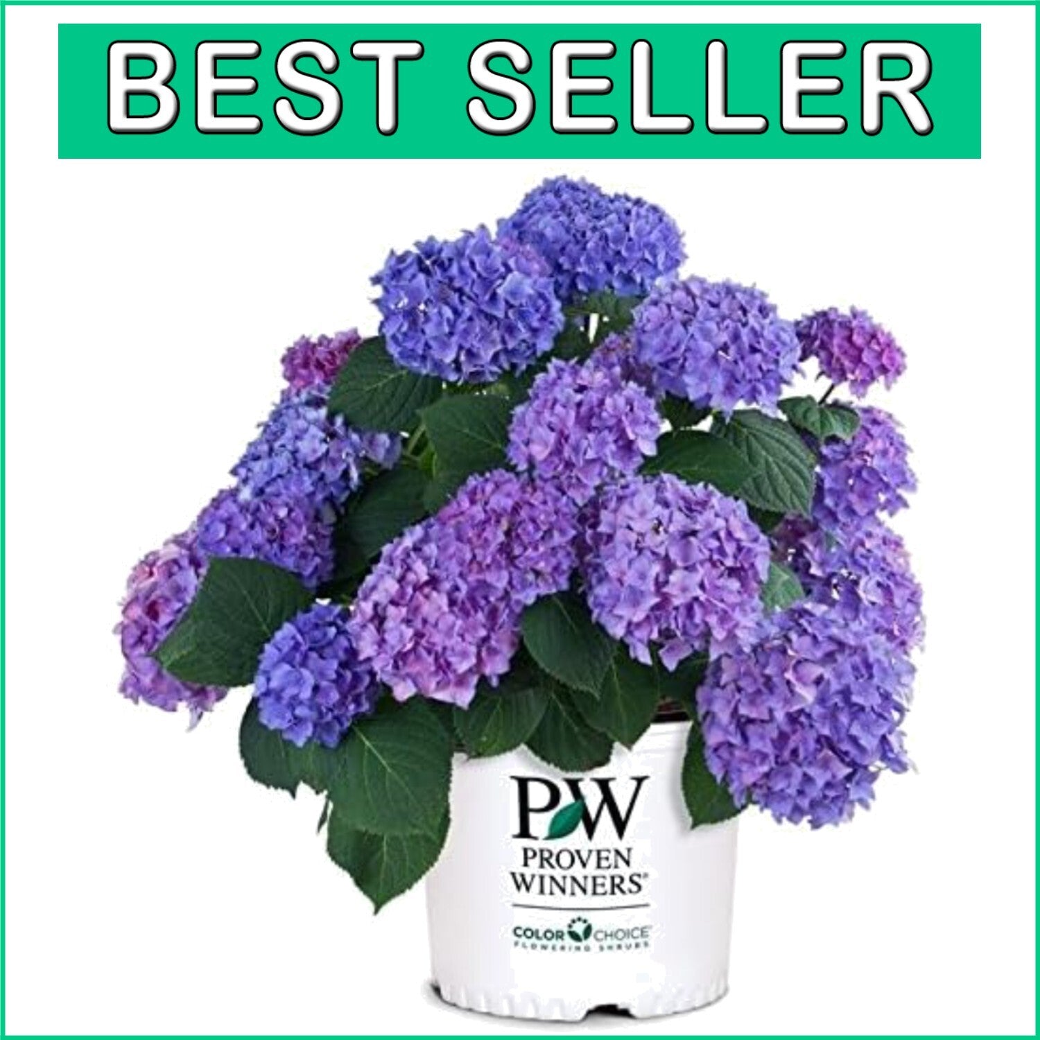 Beautiful Rhythmic Blue Hydrangea in 3 Gallon Pot - Spring Bloomer for Zones 5-9
