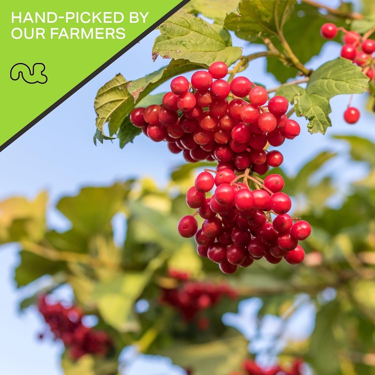 Fresh Handpicked Sun-Dried Cranberries - Lightly Sweetened Healthy Snack - 80oz