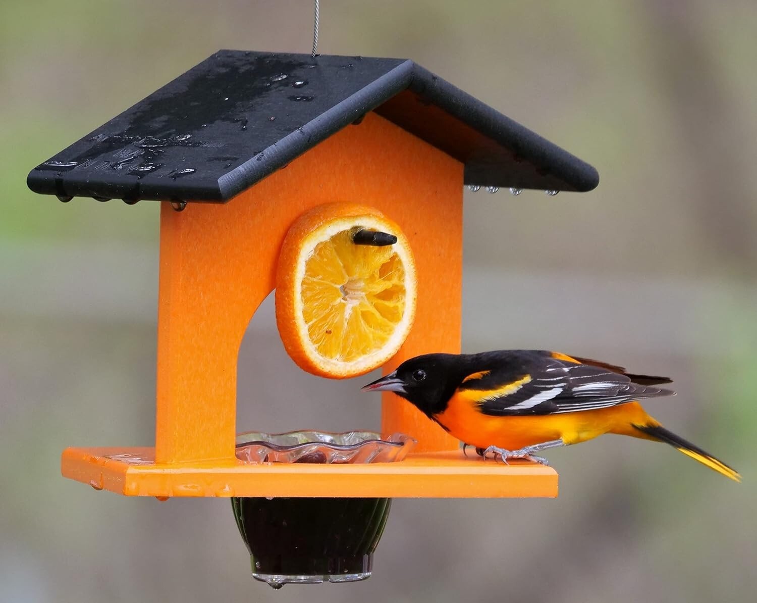 Stunning Black & Orange Oriole Feeder with Grape Jelly Dish - Weather Resistant