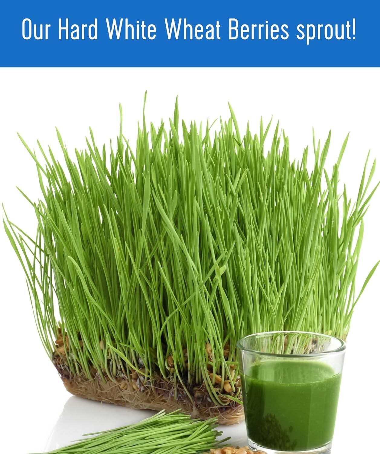 Farm-to-Table 18 LB Hard White Wheat Berries - Glyphosate-Free, Kosher Certified