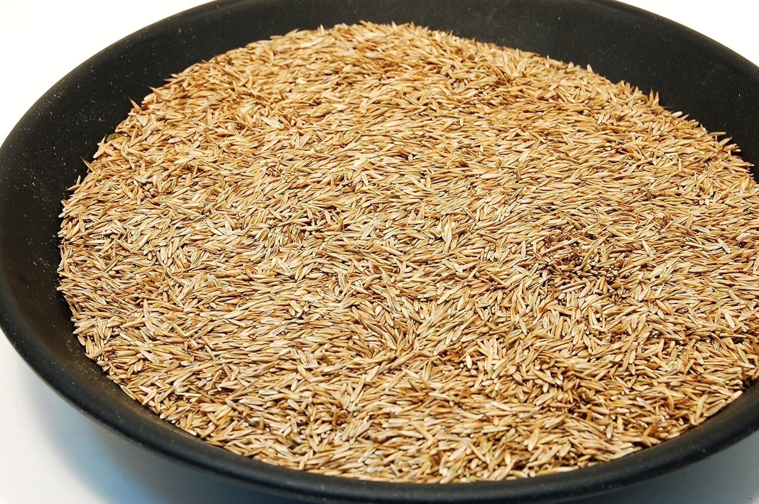 Drought-Tolerant Kentucky 31 Tall Fescue Grass Seed - 10lbs for Resilient Lawns