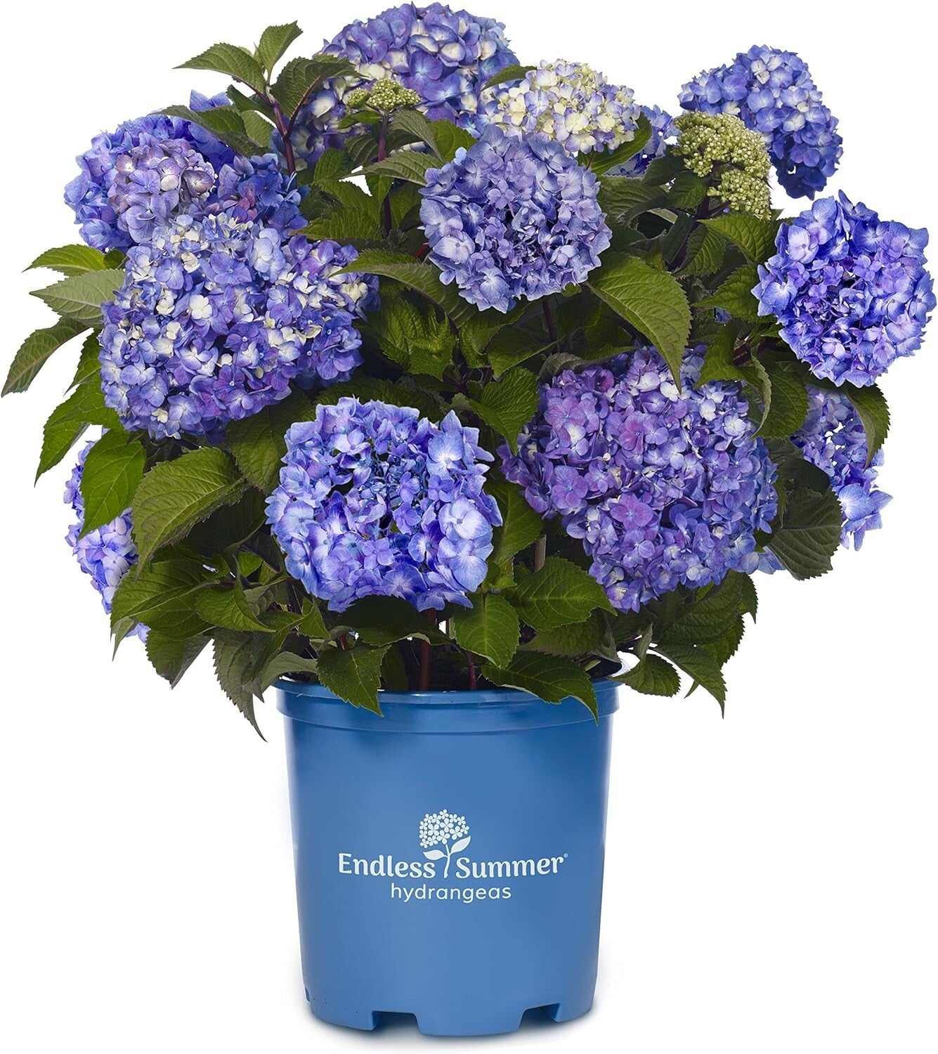 BloomStruck Reblooming Hydrangea - Vibrant Purple Flowers in Container (12 lbs)