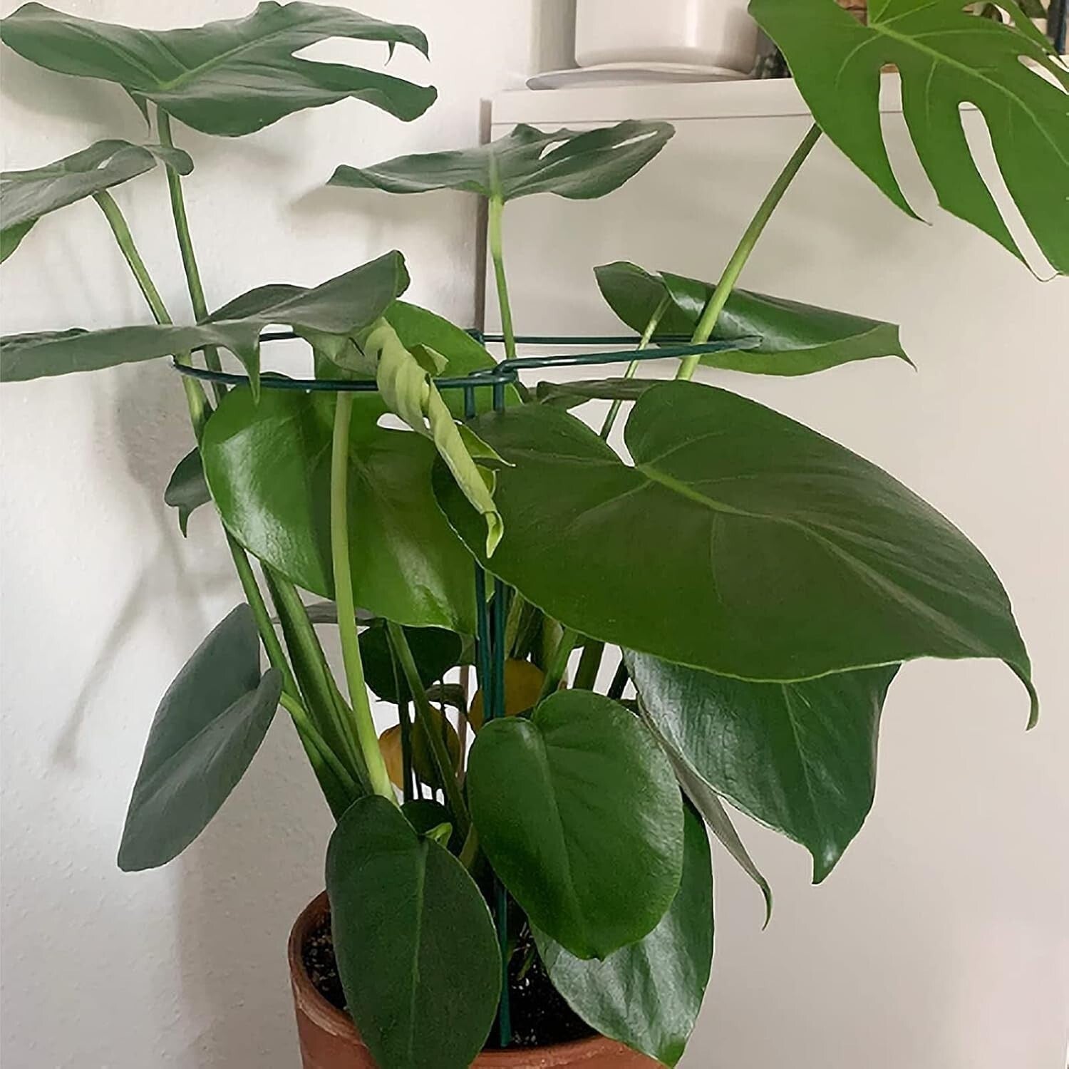 Elegant 20 Pack Plant Support Stakes - 10" Wide x 16" High for Garden Aesthetics