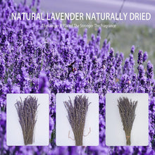 Load image into Gallery viewer, 8 Bundles of 16" Dried Lavender Flowers - Perfect for Cozy Home Arrangements
