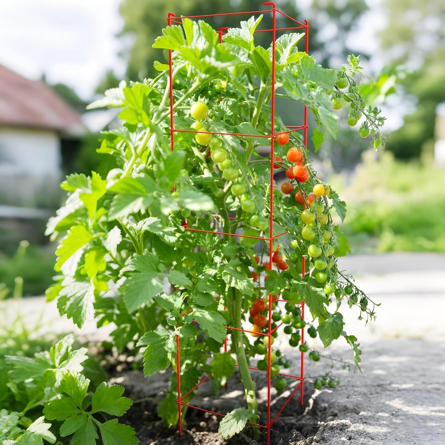 Rust-Resistant 6-Pack Tomato Cages - 57-Inch Metal Support for Climbing Plants