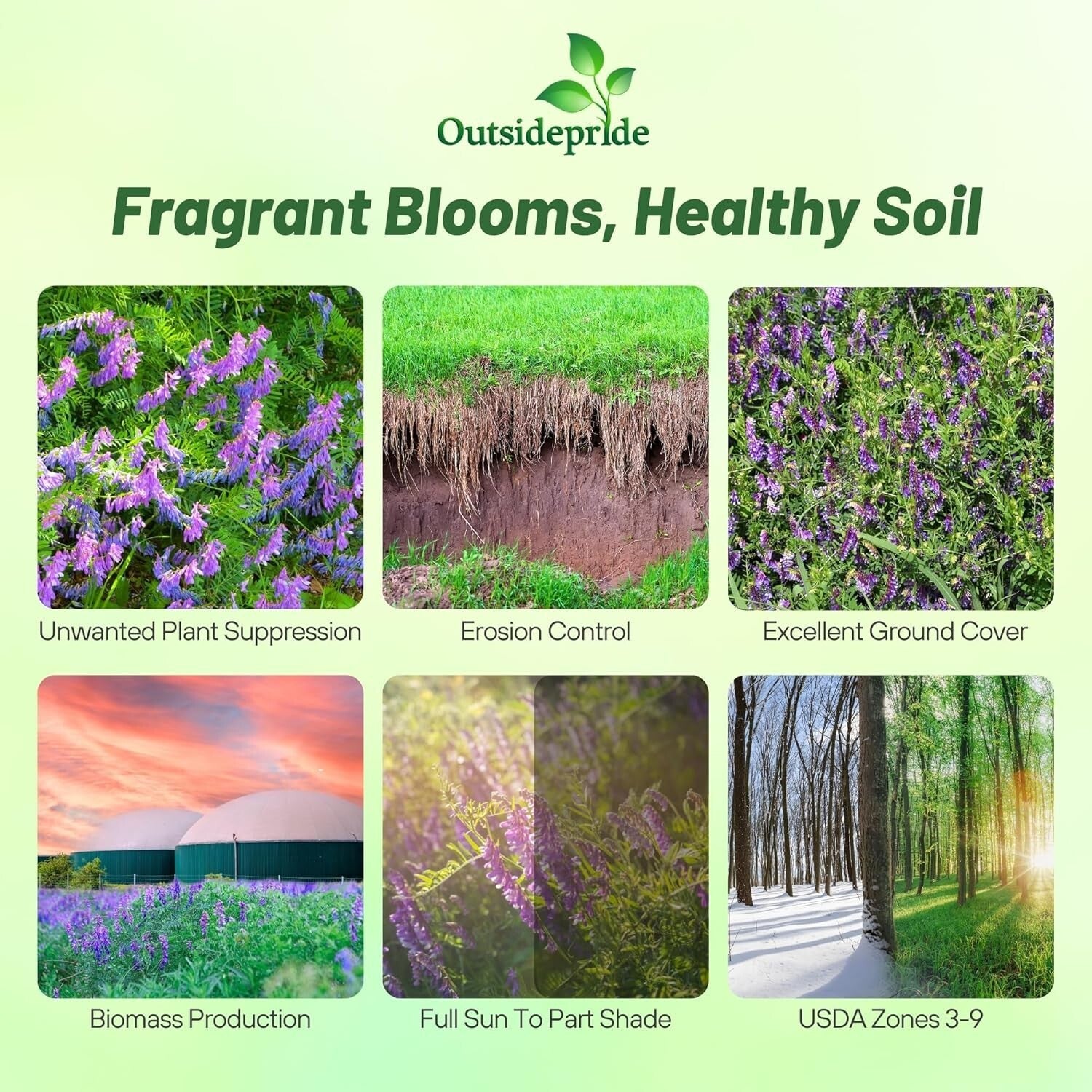 Pollinator Friendly Hairy Vetch Seeds - 10 Lbs for Soil Health & Biodiversity