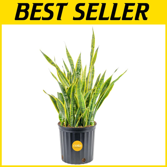 Elegant 3-4 Feet Tall Snake Plant in 12-Inch Pot | Air Purifying Houseplant