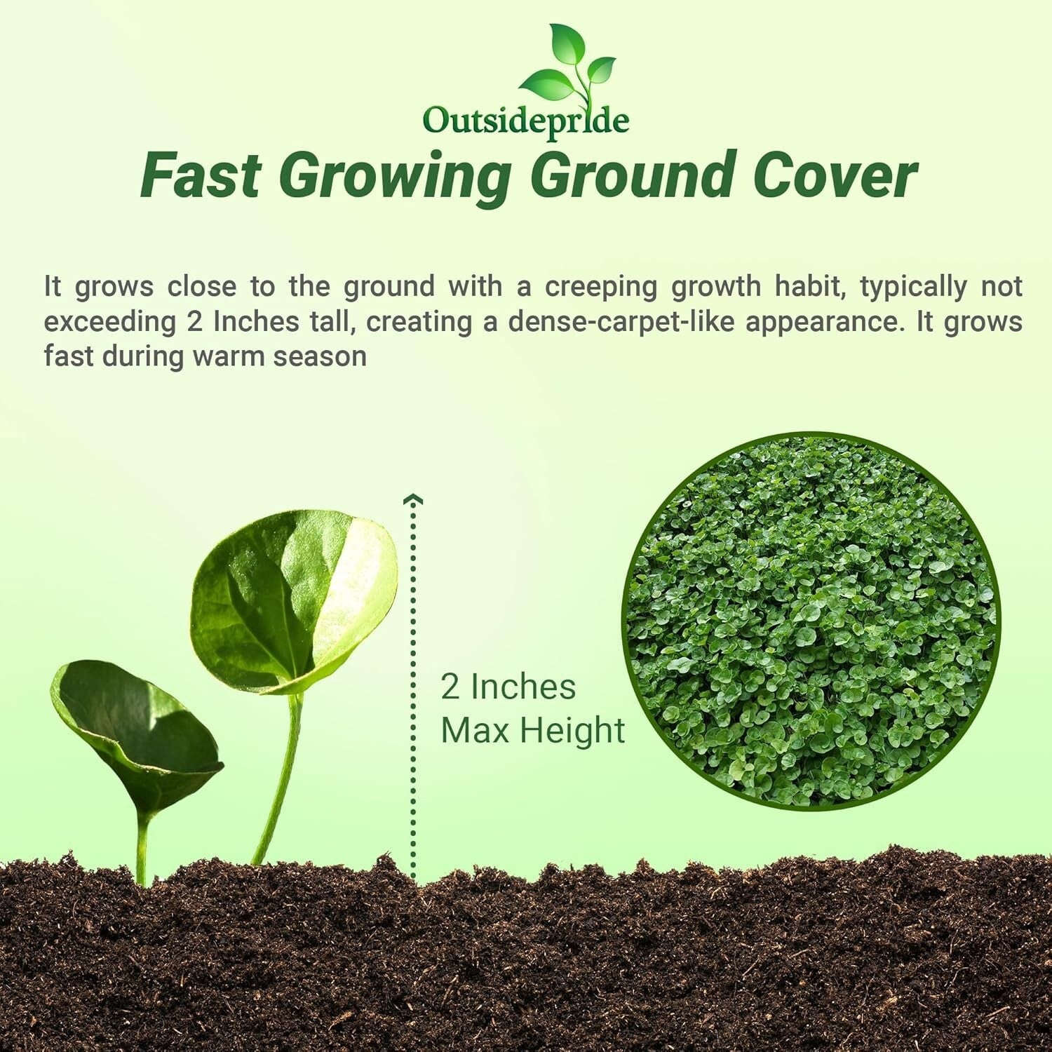 Dense Green Dichondra Repens Seeds - Easy Erosion Control & Year-Round Color