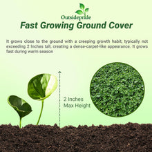 Load image into Gallery viewer, Dense Green Dichondra Repens Seeds - Easy Erosion Control &amp; Year-Round Color