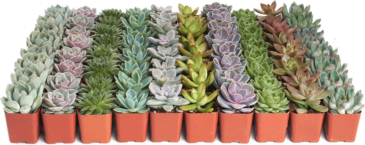 Charming Rosette Succulent Plant Pack - 100 Unique Live Succulents for Gifting