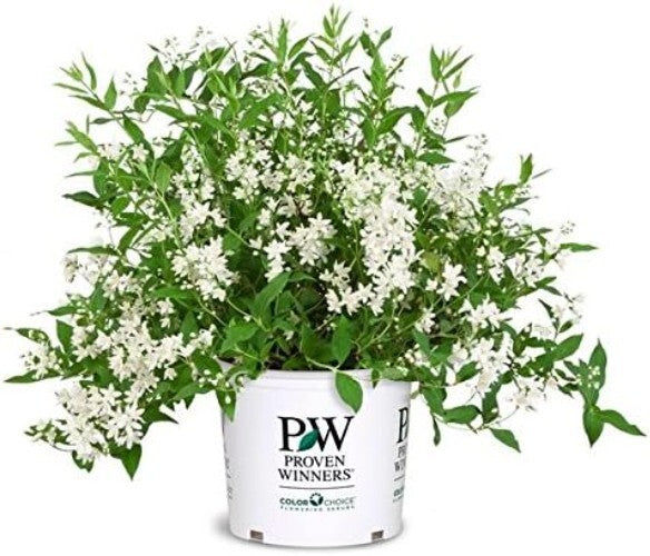 Fully-rooted Yuki Snowflake Deutzia Shrub - Blooming White Elegance in Spring