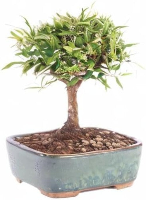 Exquisite Narrow Leaf Ficus Bonsai Tree - Indoor Plant in Elegant Ceramic Pot