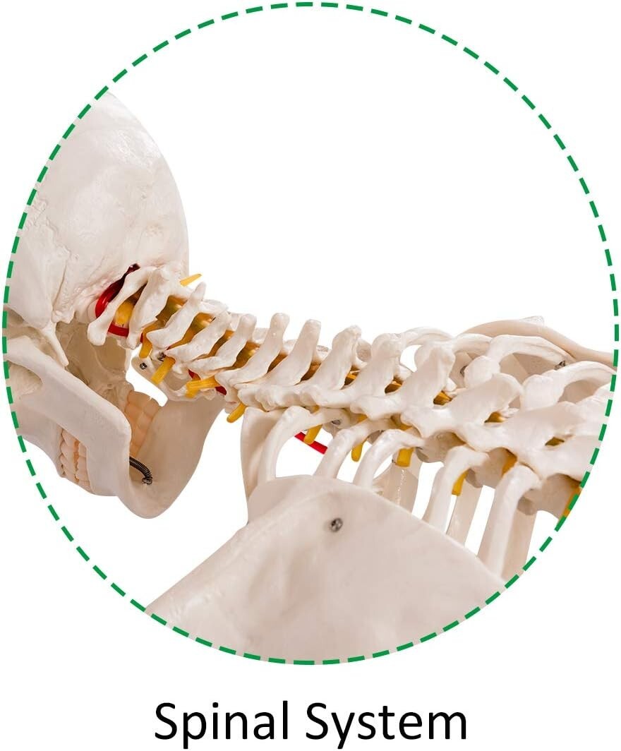 70.8" Life-Size Skeleton Model with Detachable Parts - Ideal for Medical Studies