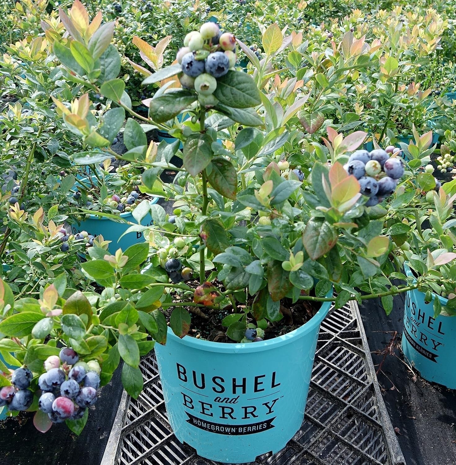 Bushel and Berry Pink Icing Blueberry Edible Shrub - Gorgeous Year-Round Foliage