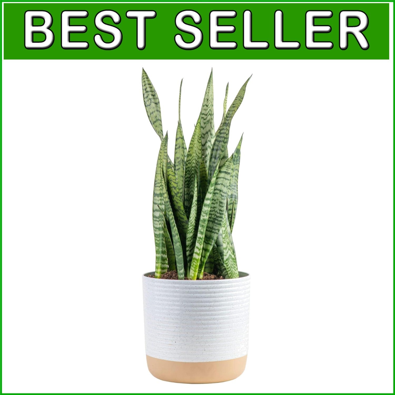 2-Foot Sansevieria - Live Indoor Snake Plant for Home Décor & Relaxation