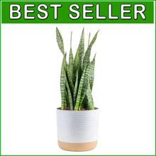 Load image into Gallery viewer, 2-Foot Sansevieria - Live Indoor Snake Plant for Home Décor &amp; Relaxation
