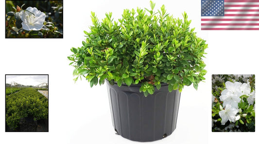 Dense-Growing Azalea with Lustrous Foliage - White Flowers for Stunning Gardens