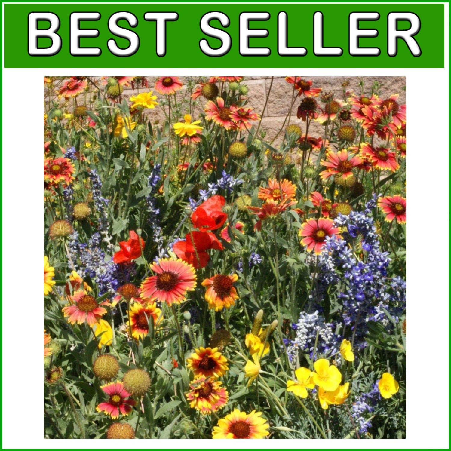 5 lbs. Heirloom Wildflower Seeds – Drought-Tolerant Mix for Full Sun & Shade
