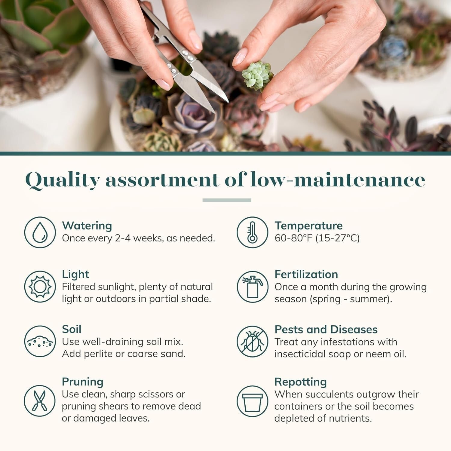 Stunning Pastel Succulent Collection - 64 Mini Plants, Gift Ready & Care Guide