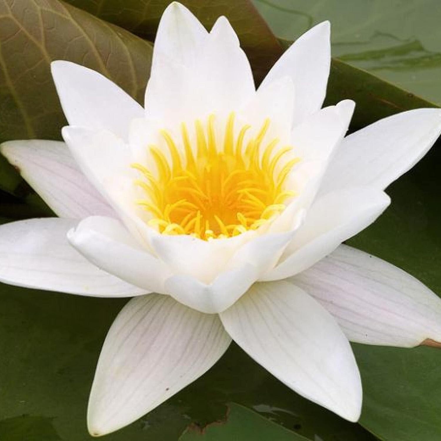 Elegant Aquatic Plants - Real Water Lilies for Garden Ecosystem Enrichment