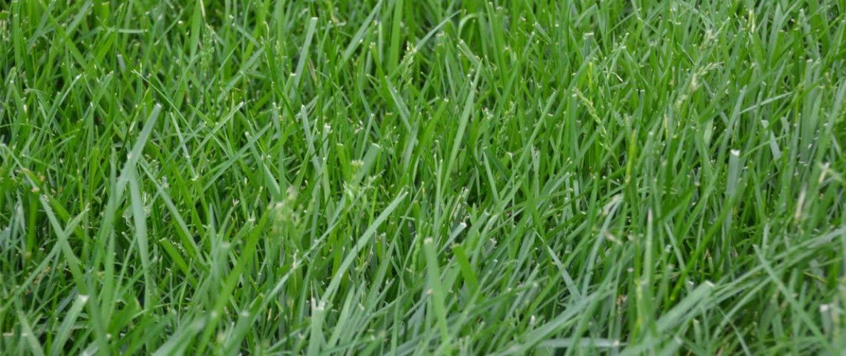 State Certified Kentucky 31 K31 Grass Seed - No Weeds, No Fillers, Choose Size
