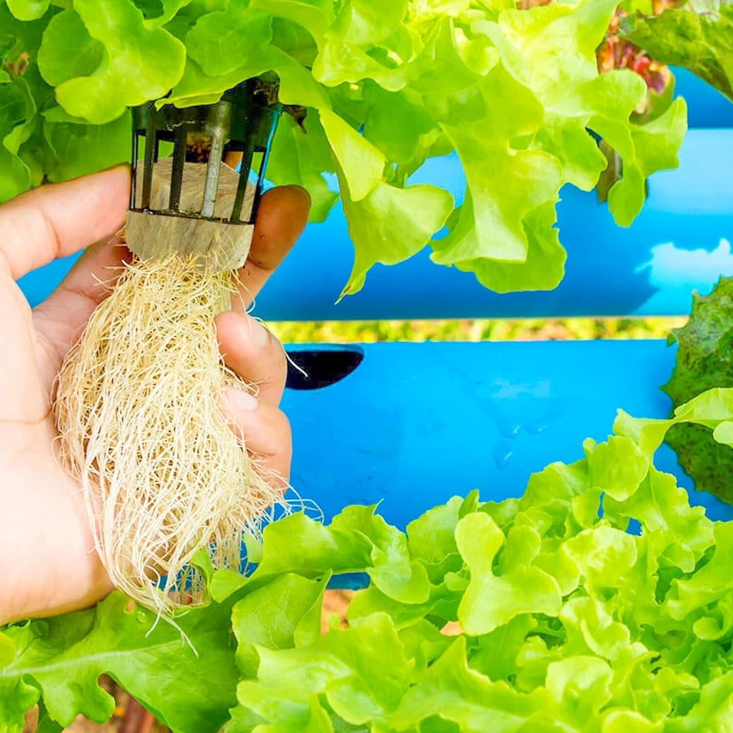 Effortless Seed Germination: 4 Sheets of Light Yellow Rockwool Cubes - 192 Total