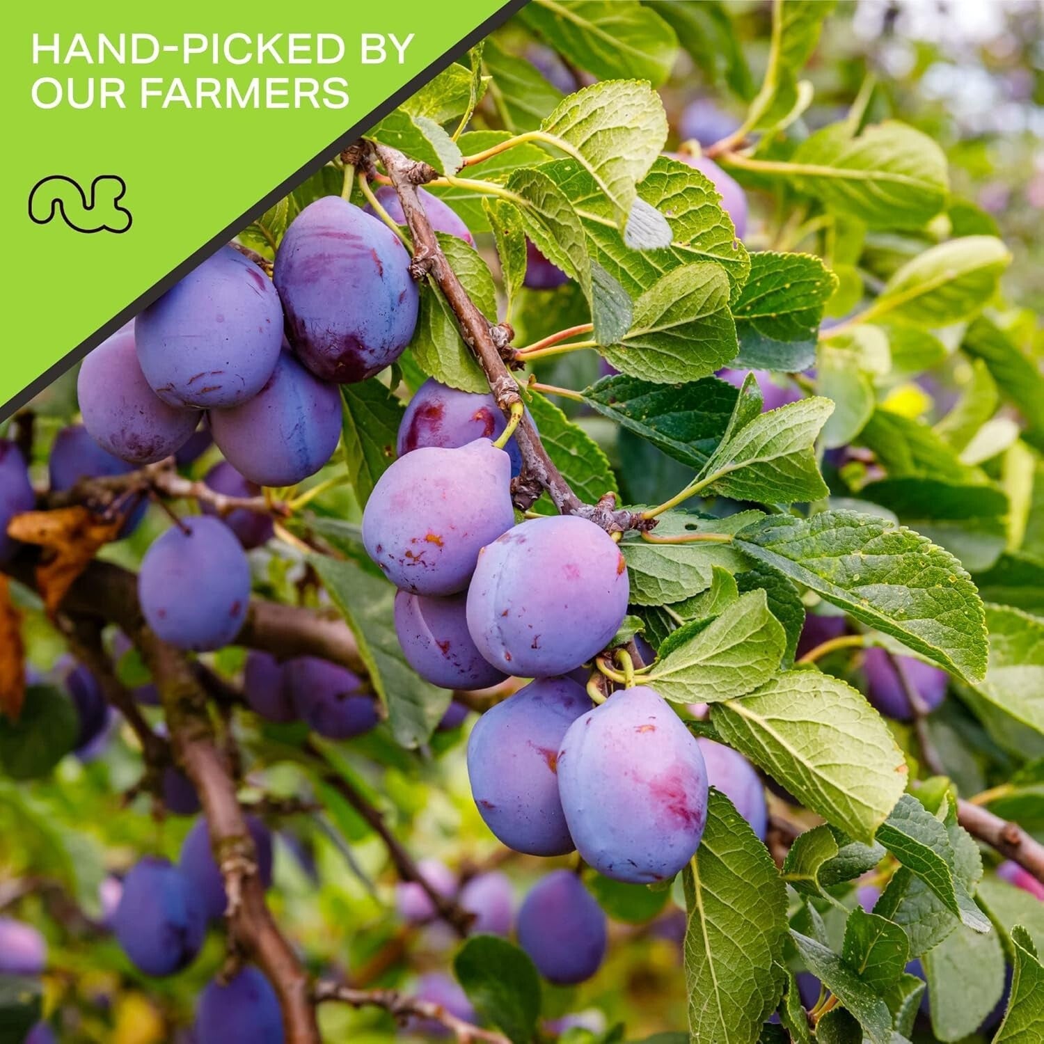 Fresh 80oz Dried Pitted Prunes - No Sugar Added, Perfect for Recipes & Snacking