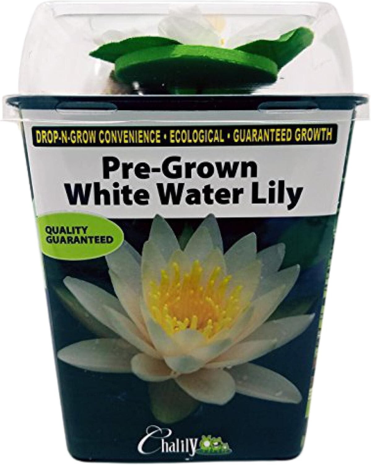 Low Maintenance Live Water Lily - Perfect for Outdoor Ponds & Container Gardens