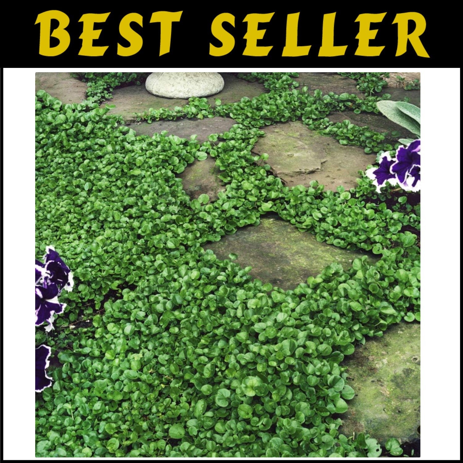Dense Green Dichondra Repens Seeds - Easy Erosion Control & Year-Round Color