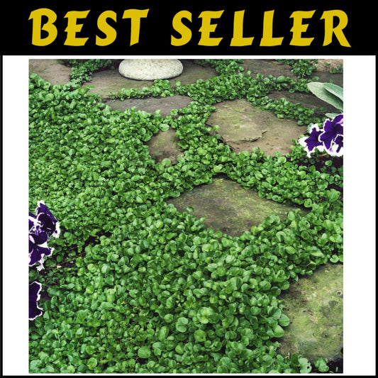 Dense Green Dichondra Repens Seeds - Easy Erosion Control & Year-Round Color