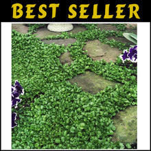 Load image into Gallery viewer, Dense Green Dichondra Repens Seeds - Easy Erosion Control &amp; Year-Round Color