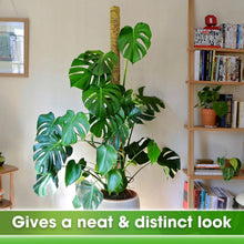 Load image into Gallery viewer, Large 59-Inch Moss Stake for Tall Indoor Plants - Durable &amp; Elegant Support Pole