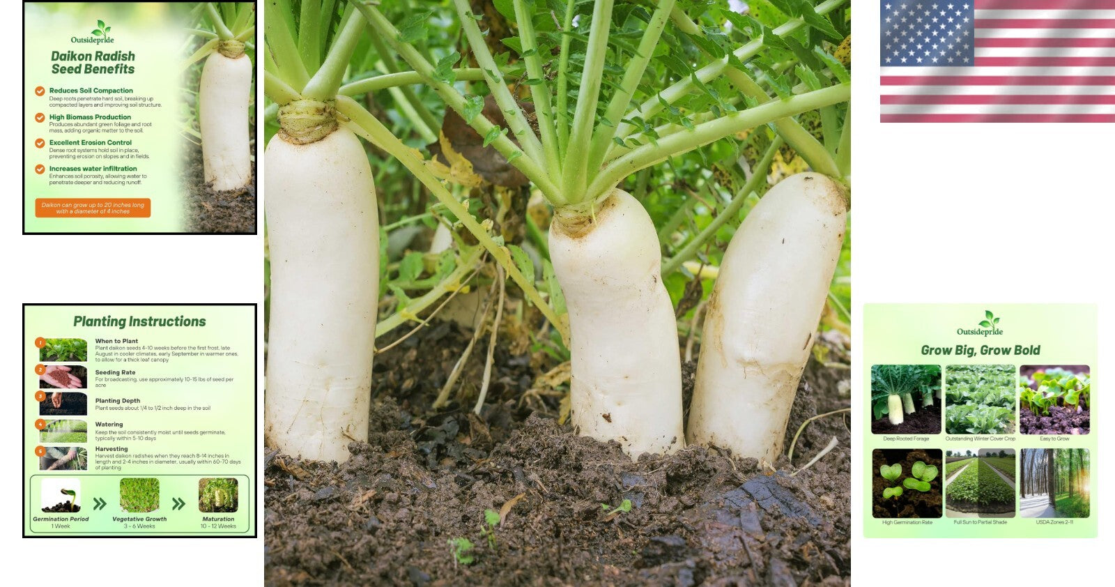 Drought Tolerant 10 lbs. Daikon Radish Seeds - Improve Soil & Grow Fresh Veggies