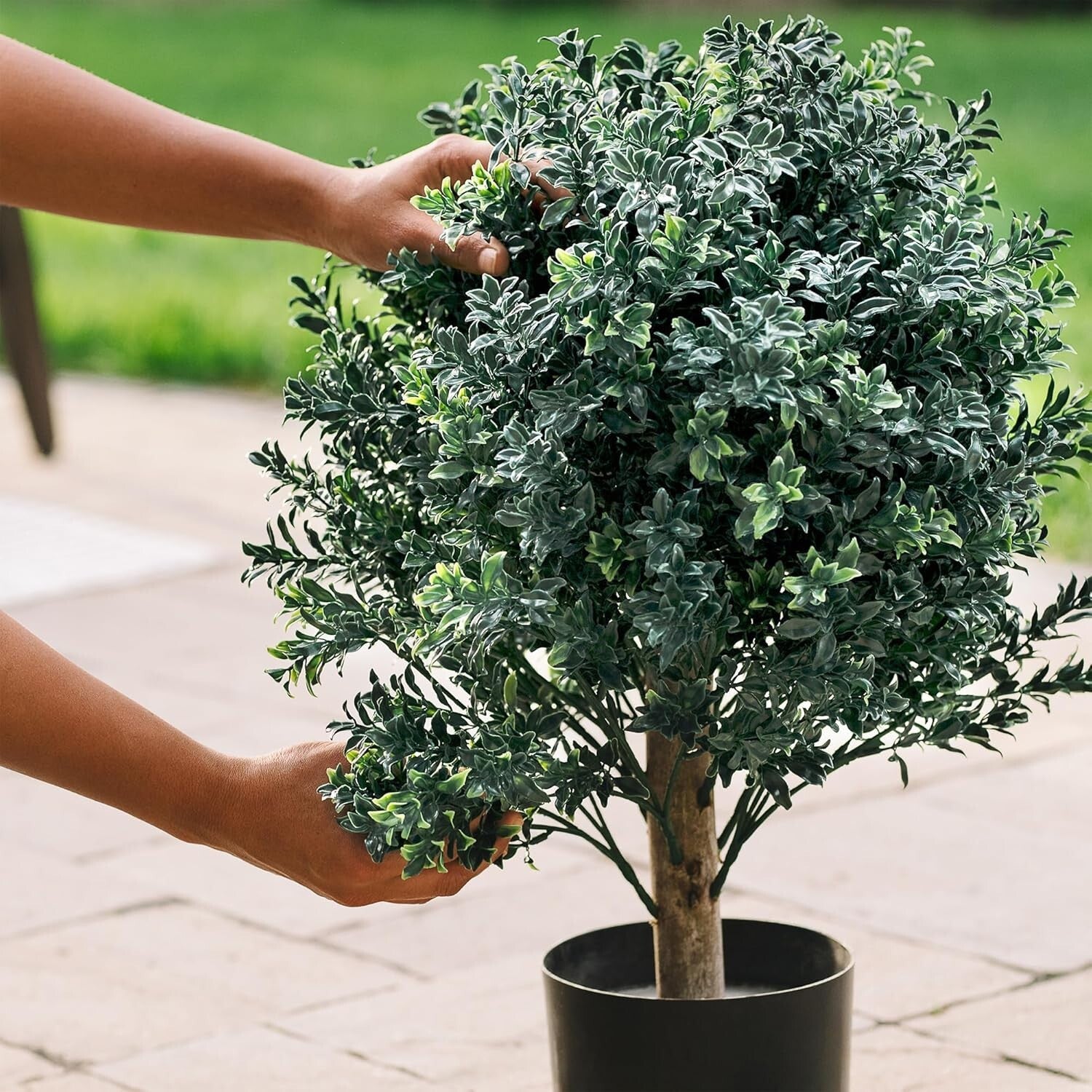 Decorative Pre-Potted Boxwood Topiary Set - 24-Inch Elegance for All Seasons