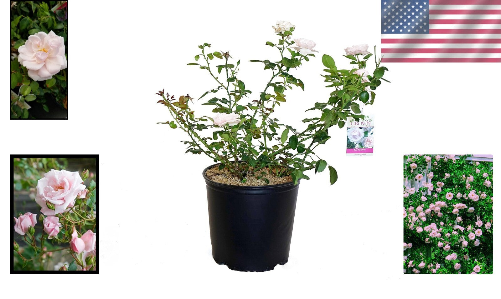 Rosa 'New Dawn' Climbing Rose - Gorgeous Blooming Rose for Garden Aesthetics