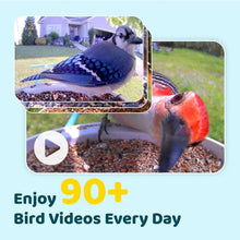 Load image into Gallery viewer, Solar-Powered Bird Feeder Camera with AI Species Recognition &amp; Cloud Storage