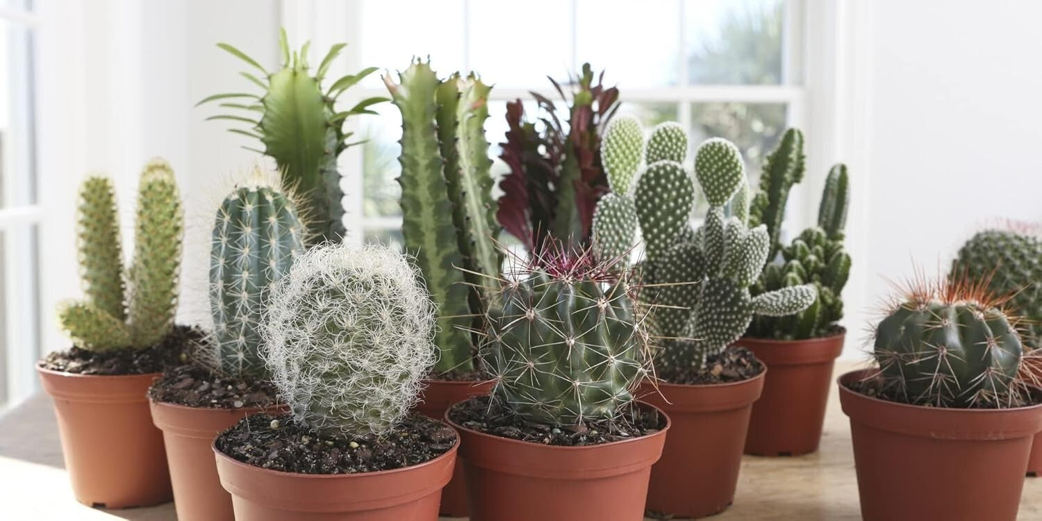 Assorted Live Cactus Collection - Easy-Care Indoor/Outdoor Plants, 10 Inch