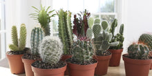 Load image into Gallery viewer, Assorted Live Cactus Collection - Easy-Care Indoor/Outdoor Plants, 10 Inch
