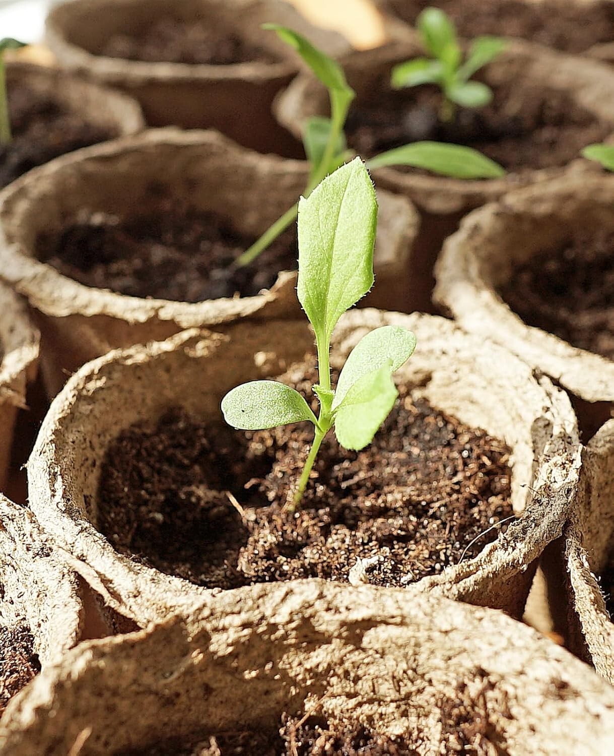 Eco-Friendly 120 Pieces Peat Pots with Drainage Holes for Seedlings & Labels