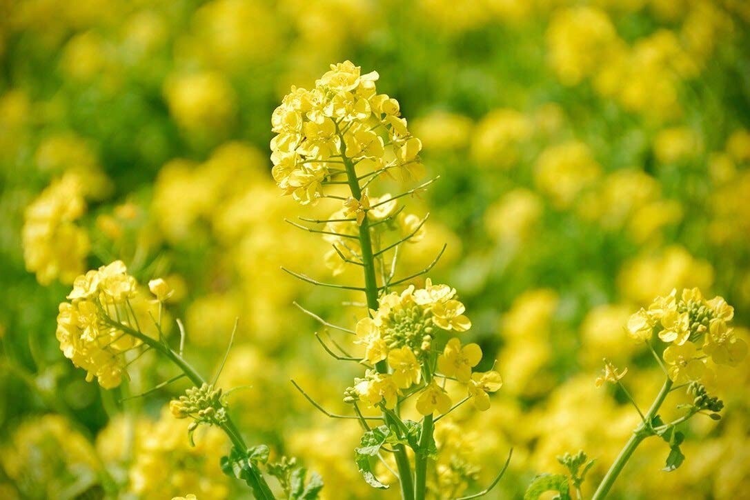 Vegan Organic Mustard Seeds, 20LB - Non-GMO Whole Spice for Exceptional Flavor