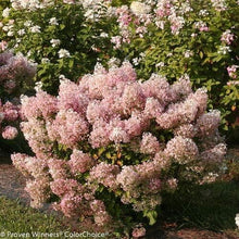 Load image into Gallery viewer, Low-Maintenance Bobo Hydrangea with Large White Blooms - Ideal for Home Gardens