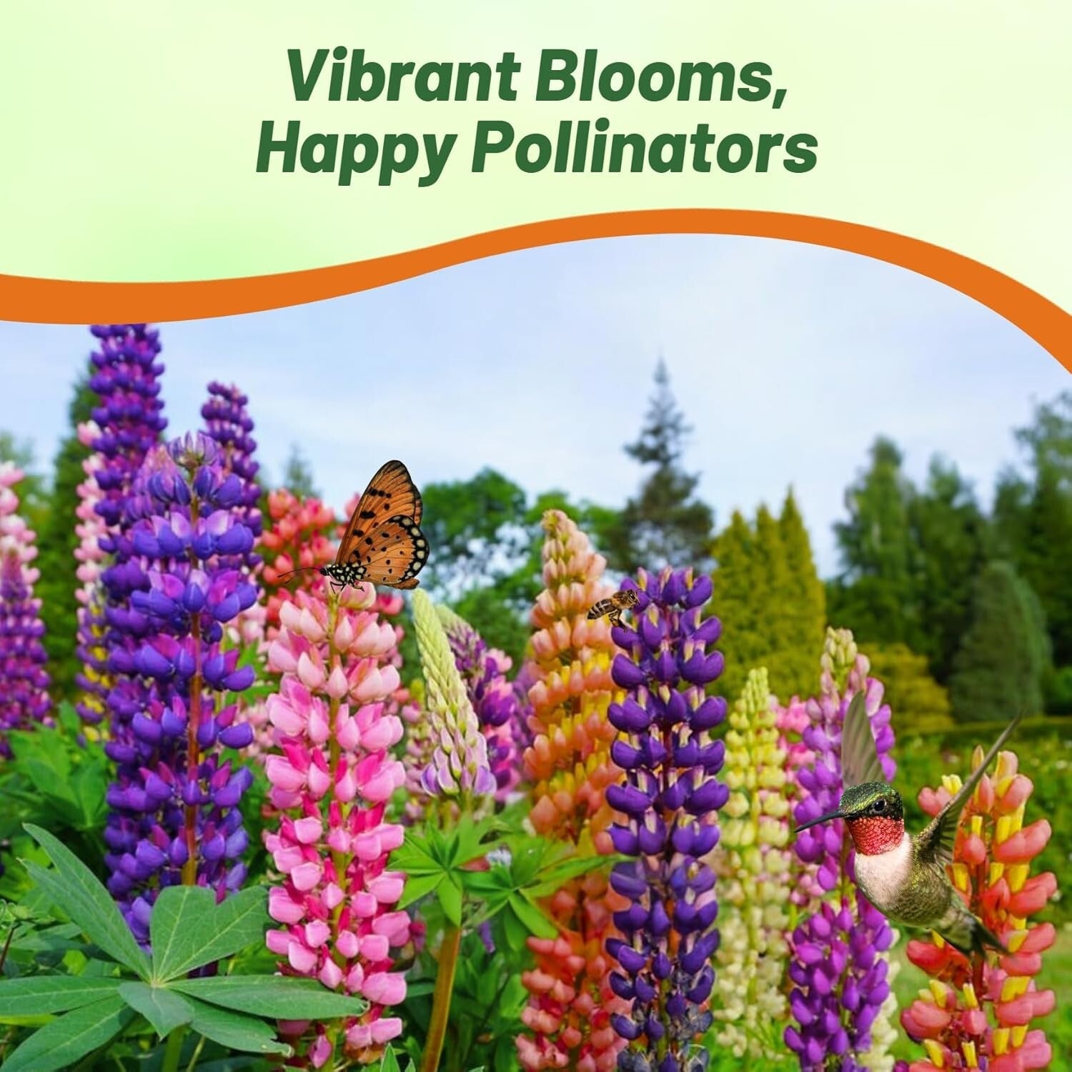 1 lb Mixed Russell Lupine Seeds - Perennial Wildflowers for Pollinator Gardens