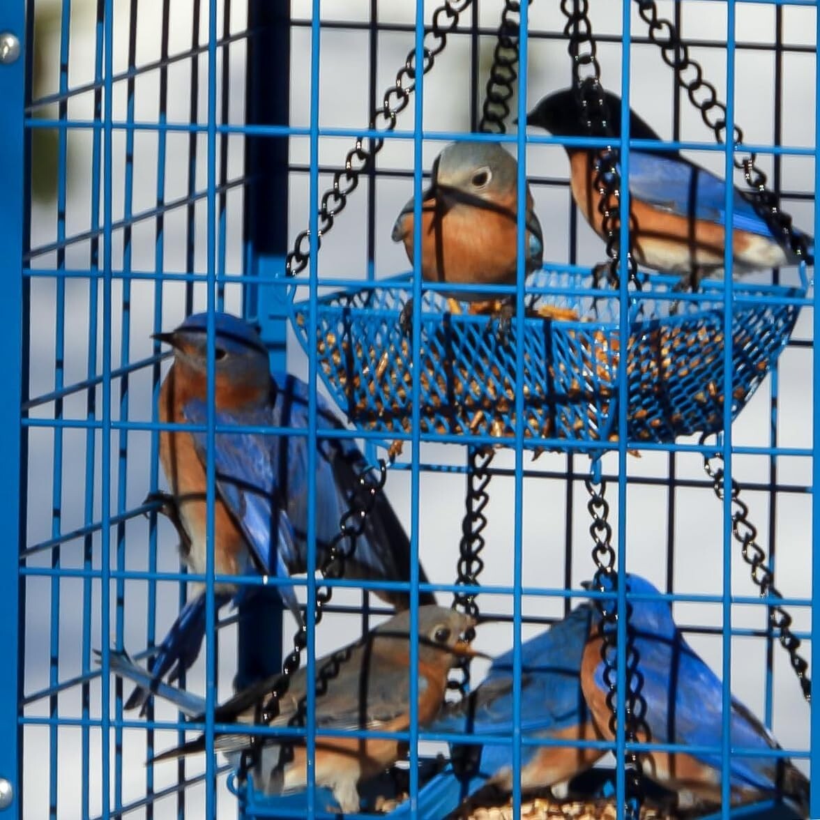 Weather-Proof Caged Bird Feeder for Bluebirds - DIY Compatible & 2lbs Capacity