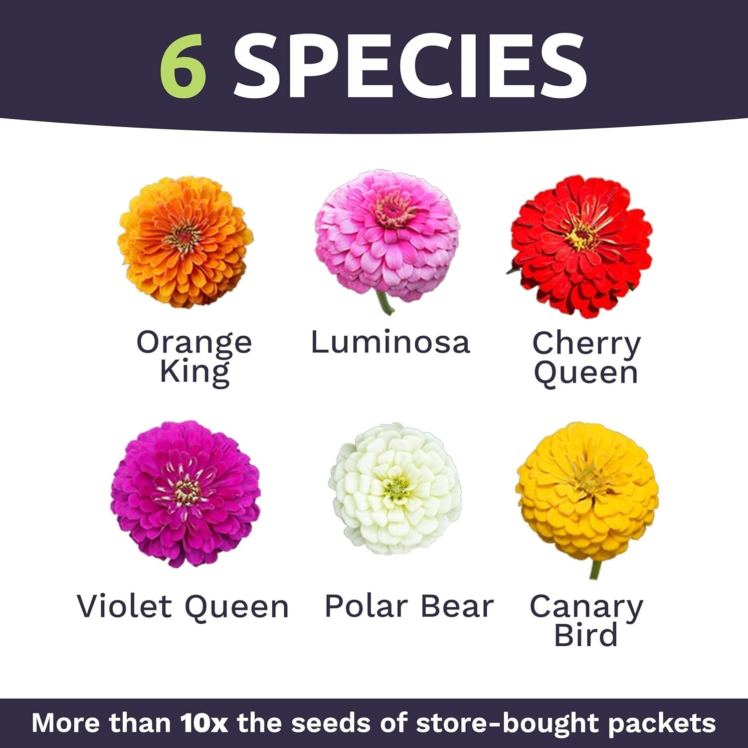 5 lbs of Mixed Color Zinnia Seeds - Over 240,000 Beautiful Blooms Guaranteed