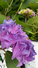 Load image into Gallery viewer, 3-Gallon Let's Dance Rhythmic Blue Hydrangea - Blooming in Spring and Winter