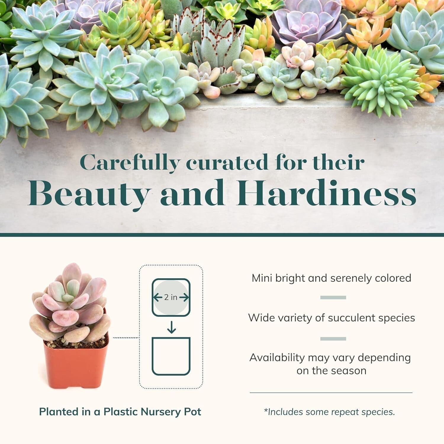 Stunning Pastel Succulent Collection - 64 Mini Plants, Gift Ready & Care Guide